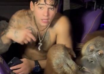 Midnight Mania! ‘King’ Of The Jungle?